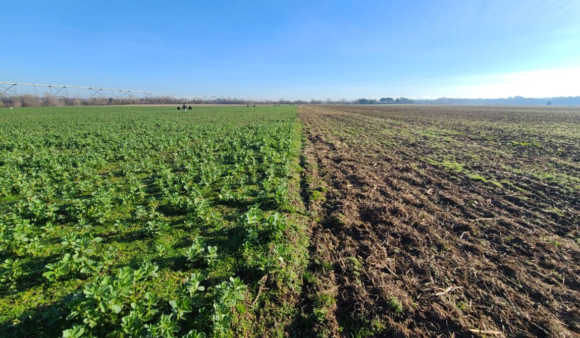 Parcelle couple ACS-labour